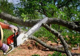 Brookhaven, MS  Tree Services Company