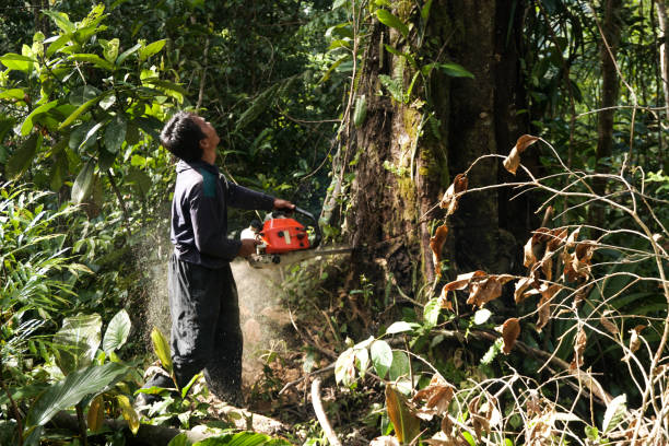 Best Hazardous Tree Removal  in Brookhaven, MS